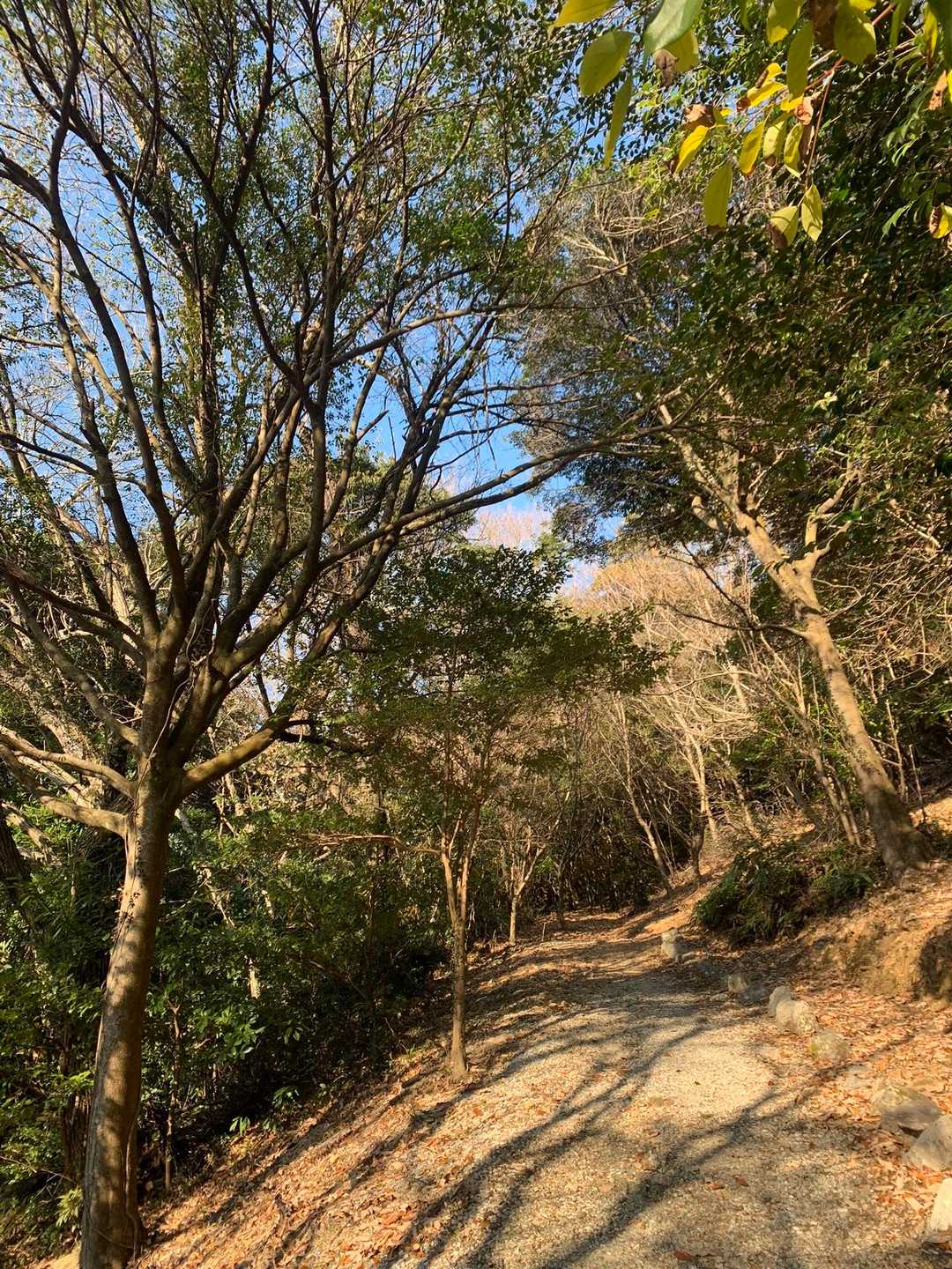 穏やかな道に見えますが、地味にこの勾配がつらい😅