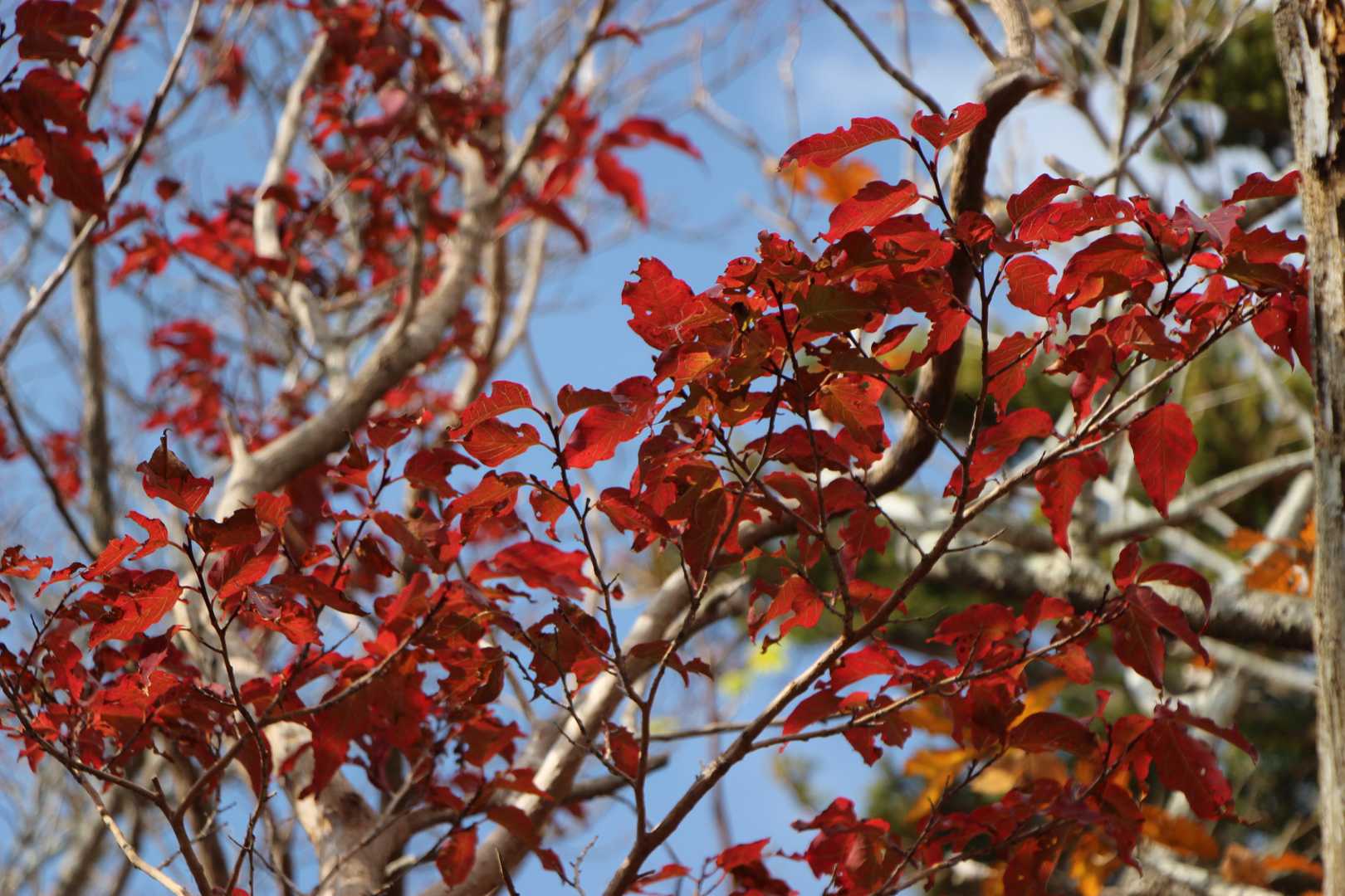 まだ紅葉あり