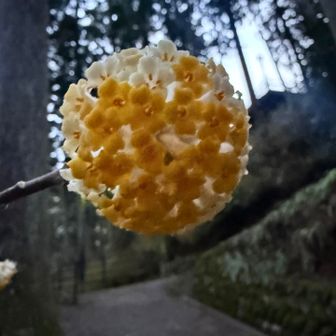 第一ミツマタ発見💡
女坂にはたくさんミツマタ咲いてた

が、少し遅いかな