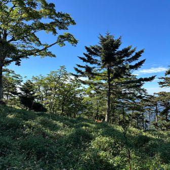 別の場所にも鹿🦌