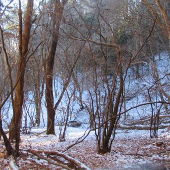 暖かい日で、雑木林も霧氷はなかった