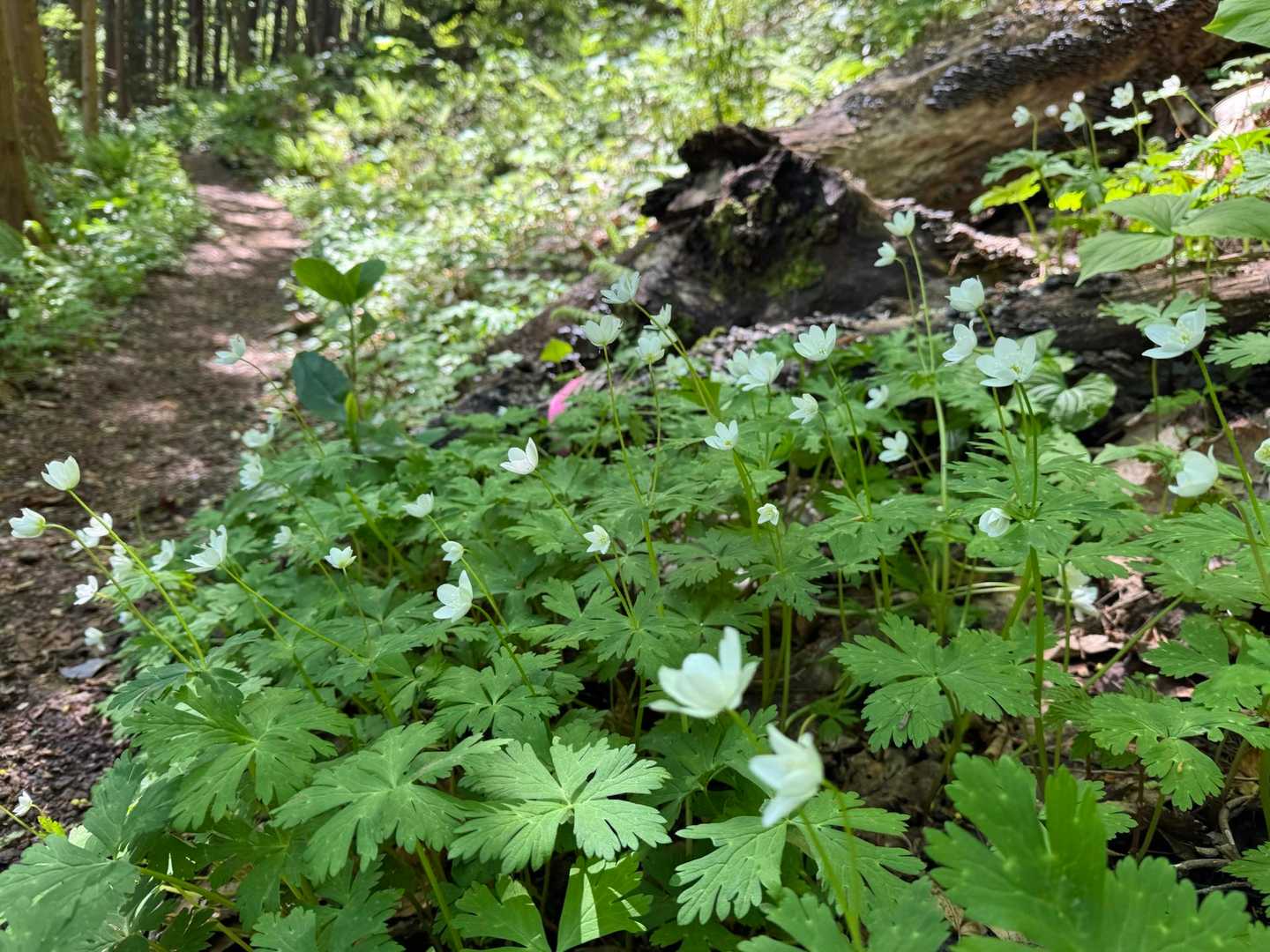登山道脇にすぐ