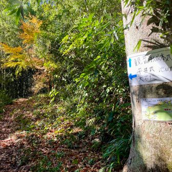 大石垣を見たくて、東近江トレイルを外れてまあまあ下ることに😂