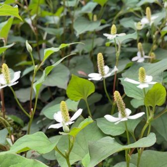 山頂の周囲一面にドクダミの花（十薬（ジュウヤク））
干して細かく切ってドクダミ茶にすればメルカリで売れます(笑)