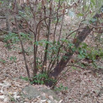 分かりにくいけど石に囲まれた平らなスペース、
秘密基地にオススメ。