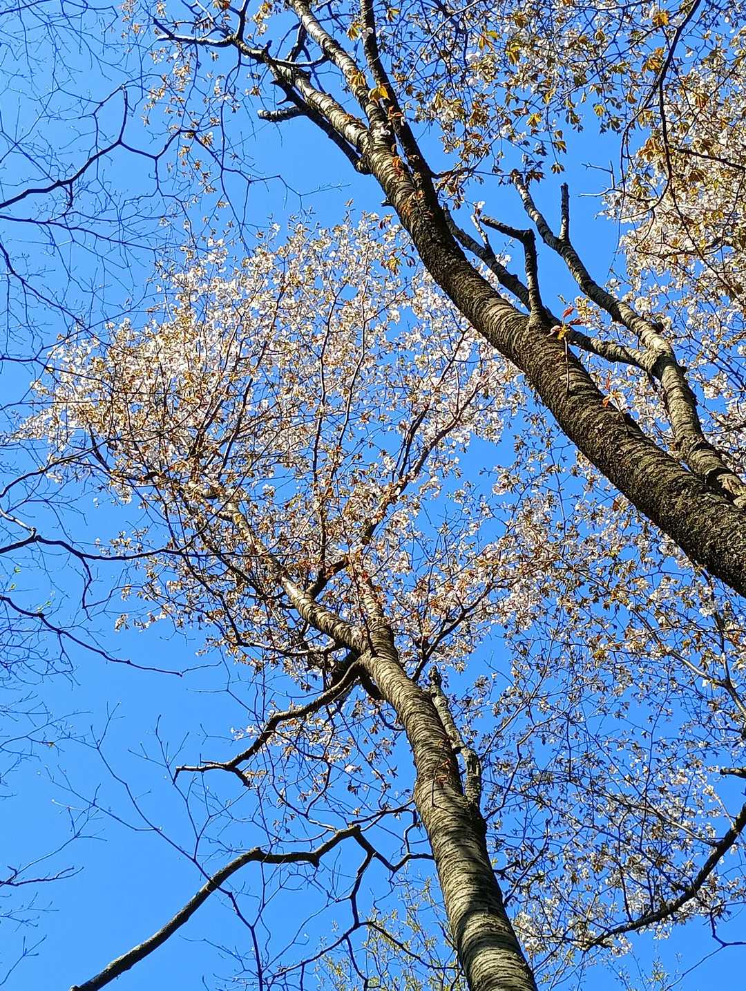 山桜😍