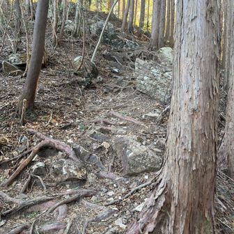 この微妙な坂道で尻もちをつきそうになり、咄嗟に右手を出したら石の角に手をついてしまい、手のひらの皮を持ってかれました💦
カミさんがファーストエイドキットを出して、すぐに処置してくれました🩹
さすが！看護師👩‍⚕️
こういうときに本領発揮です！
肝心の処置されてる時の写真は撮り忘れました💦