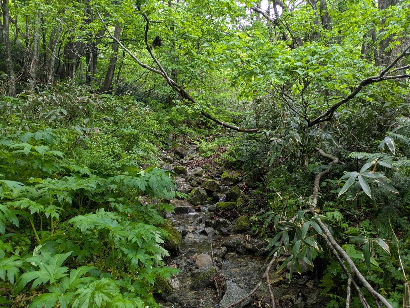 これって沢だよね(￣▽￣;)
っていう登山道