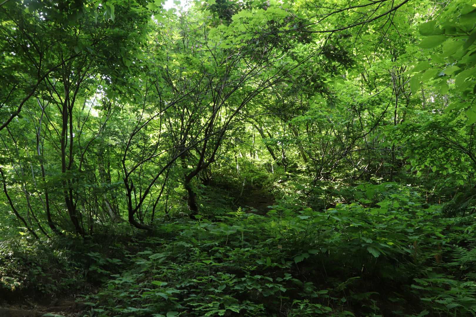 もっさもさの緑