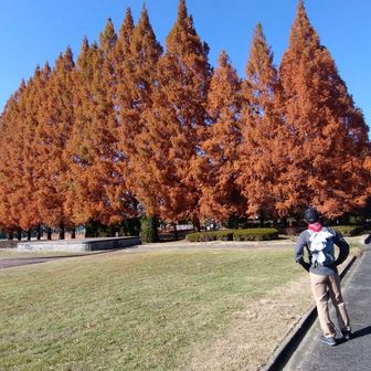 小鳥の森アルプス、８座を巡りました。
前半は、眺望良くてキレイでした✨️登山道は岩肌で厳しい所が数カ所ありましたが、概ね歩きやすかったです。
後半は、眺望が無いので登る人少ないのかな？、目印のピンクテープもほとんど無く、登山道は落ち葉で歩きにくかったです。

全体的には、木漏れ日がキラキラとキレイ✨️で、
空気がおいしい 👍️ と感じるコースでした (^^)




最後までお読みいただき、
ありがとうございます m(_ _)m