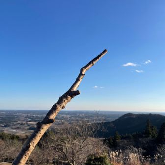 🕸️トラップ撃退用に拾った枝
ここまで共にしたら
もう相棒(枝)。笑