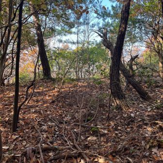 山頂、眺望なし。プレートなし。