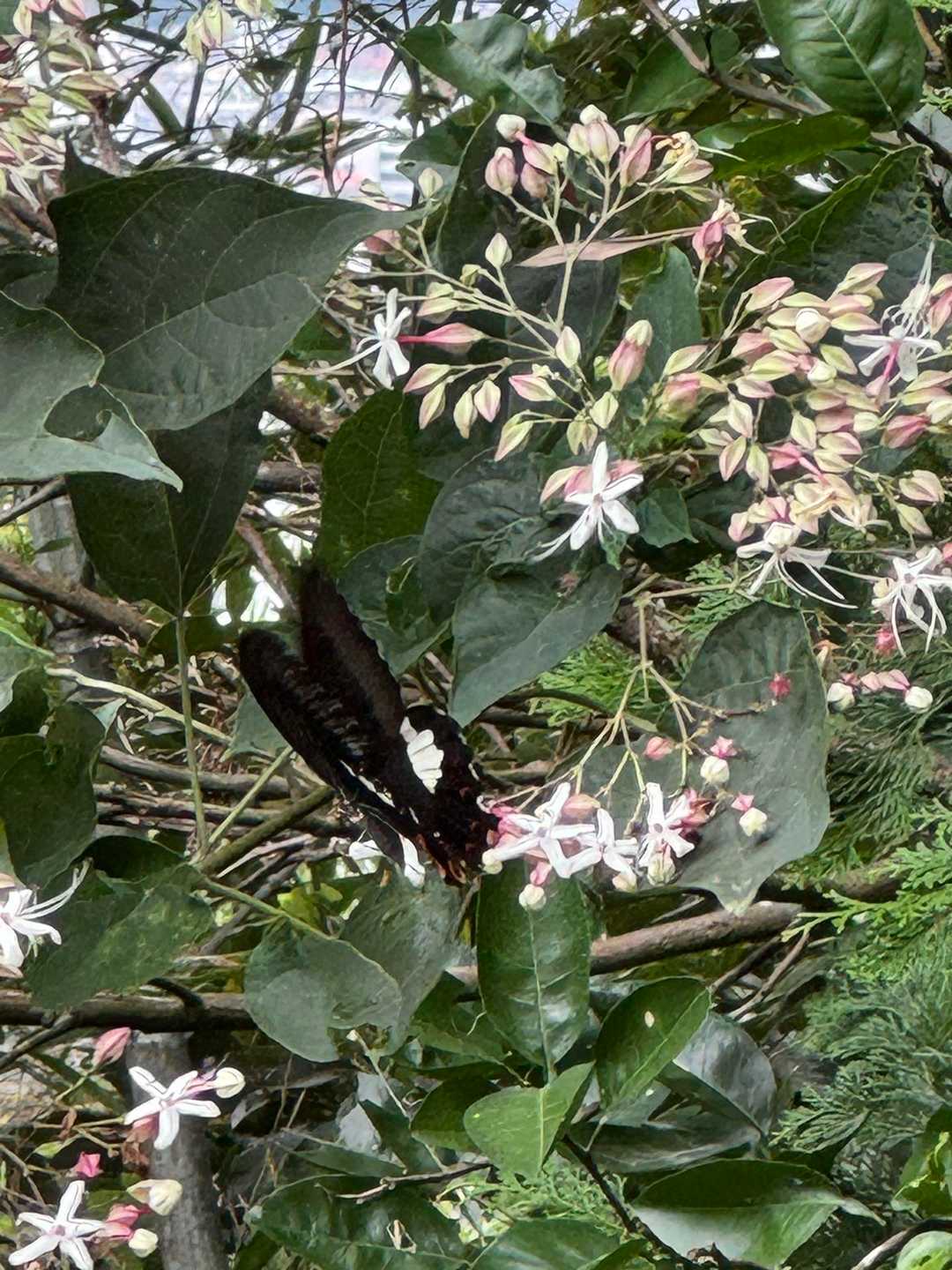 シロオビアゲハも飛んでました。