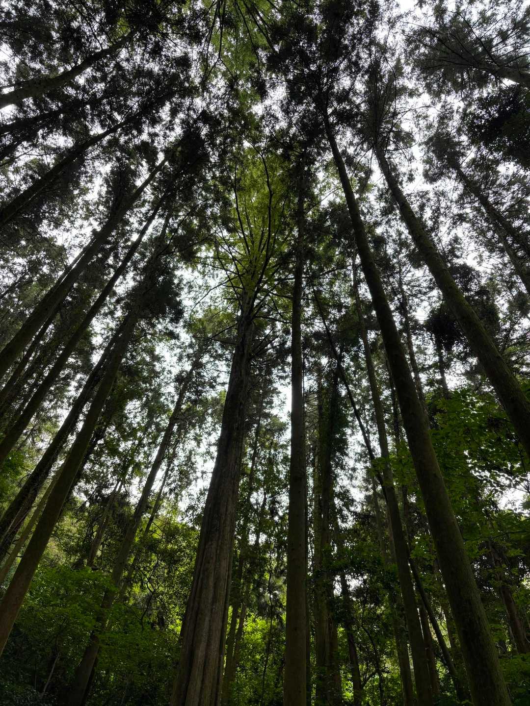 メタセコイアの森