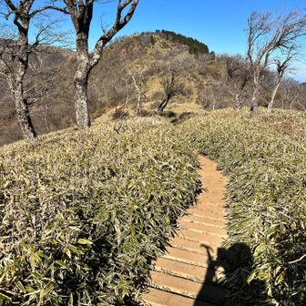 丹沢山への稜線