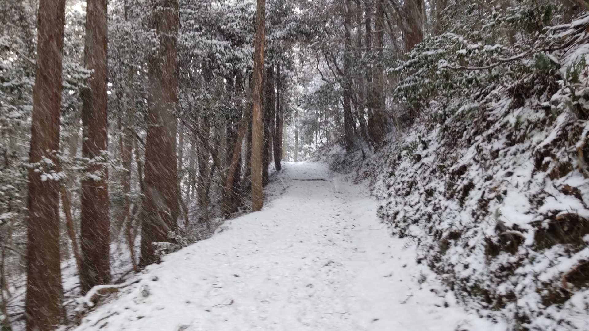 ❄️✨