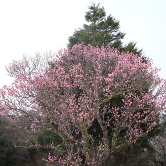 ハナモモの木かな？目を楽しませて貰った