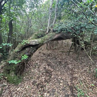 トンネル