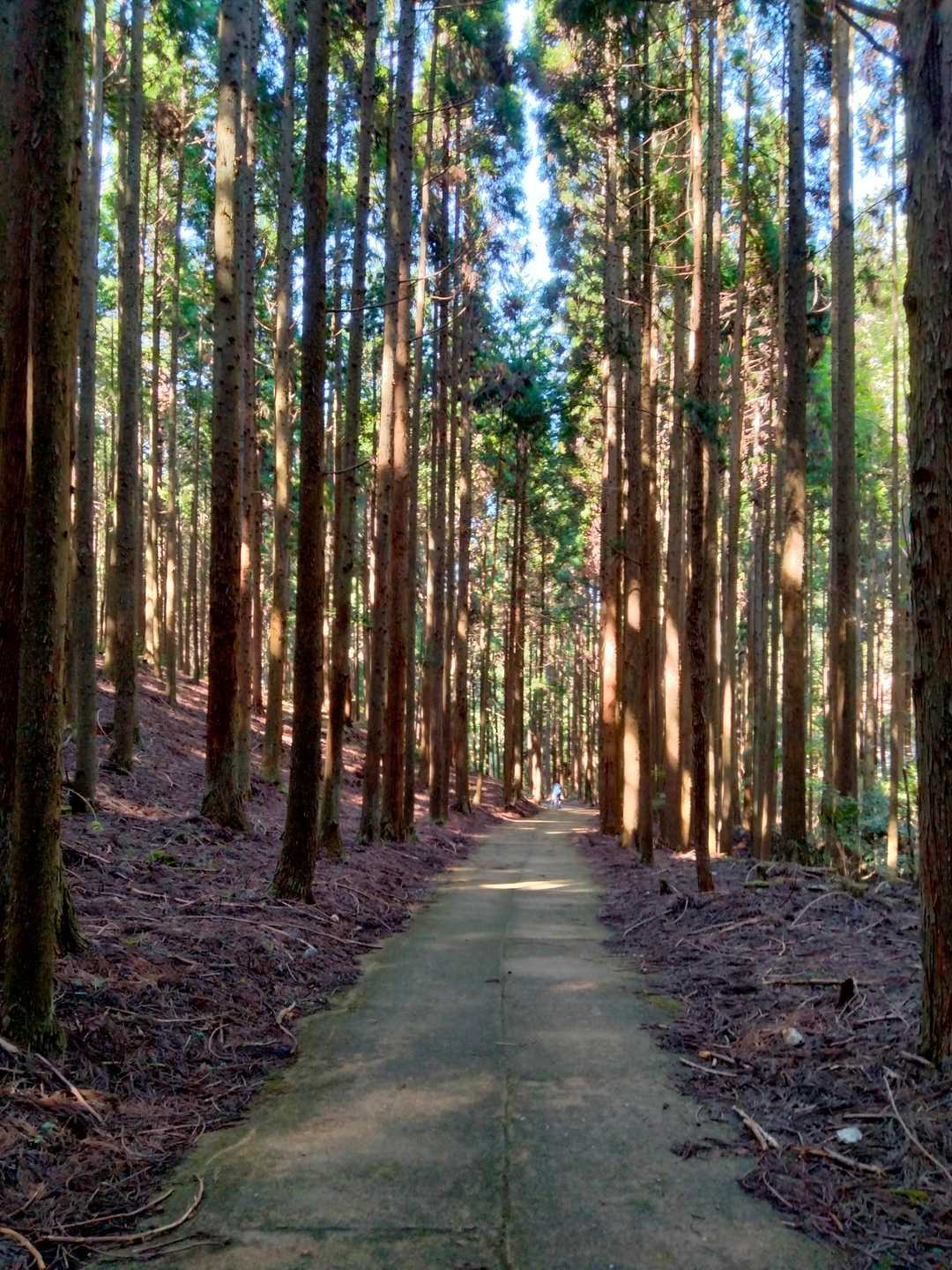 森林浴満載でリフレッシュできました。