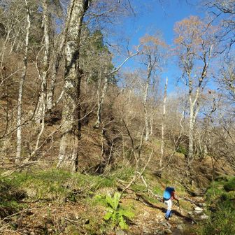 左門岳 左の古木はブナ。この地では最大クラスのブナです。