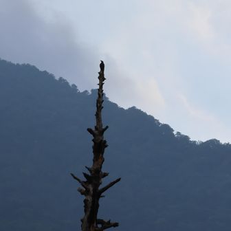 幹になりきるカラス
天狗まで導いてくれるのかしら
