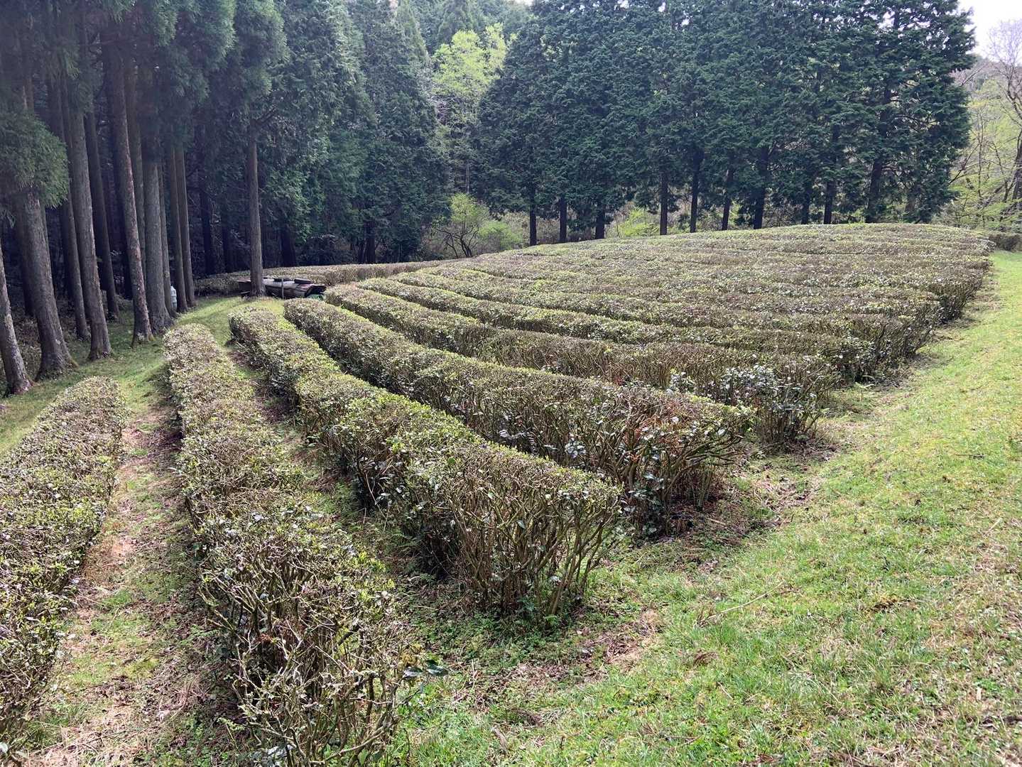 4つ目の草は「茶畑」です！
急に深みのあるお茶が無性に飲みたくなり、茶畑を背にして全力で走り去りました😸