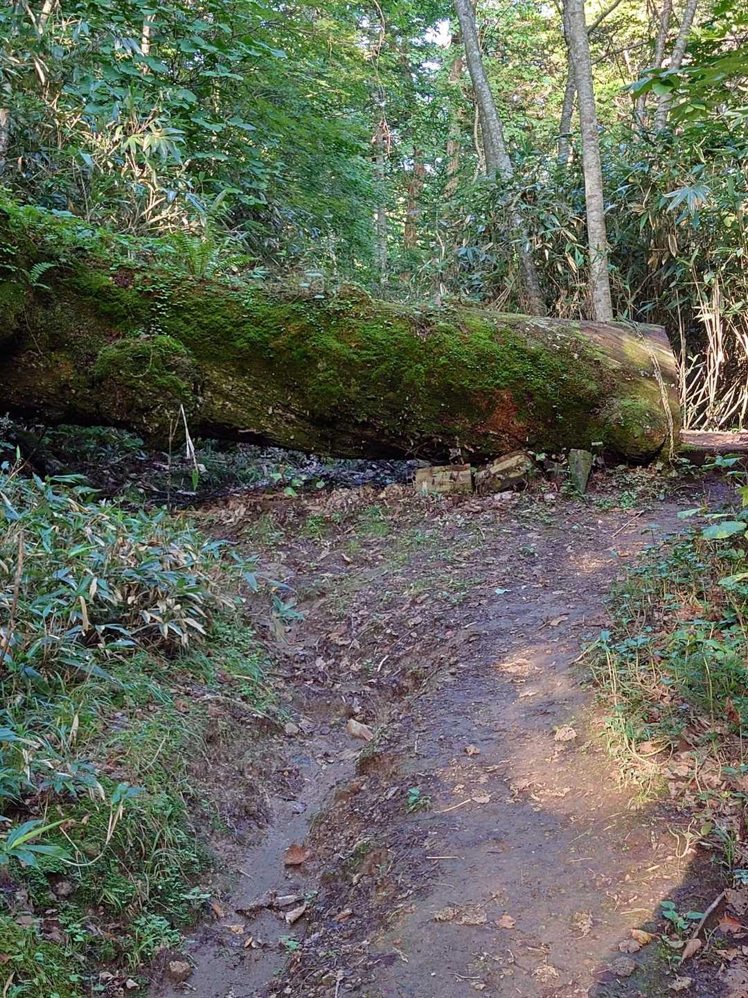 北尾根登山口-風不死岳 往復コースの写真