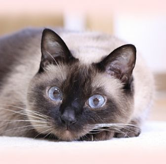 おむすびころころ