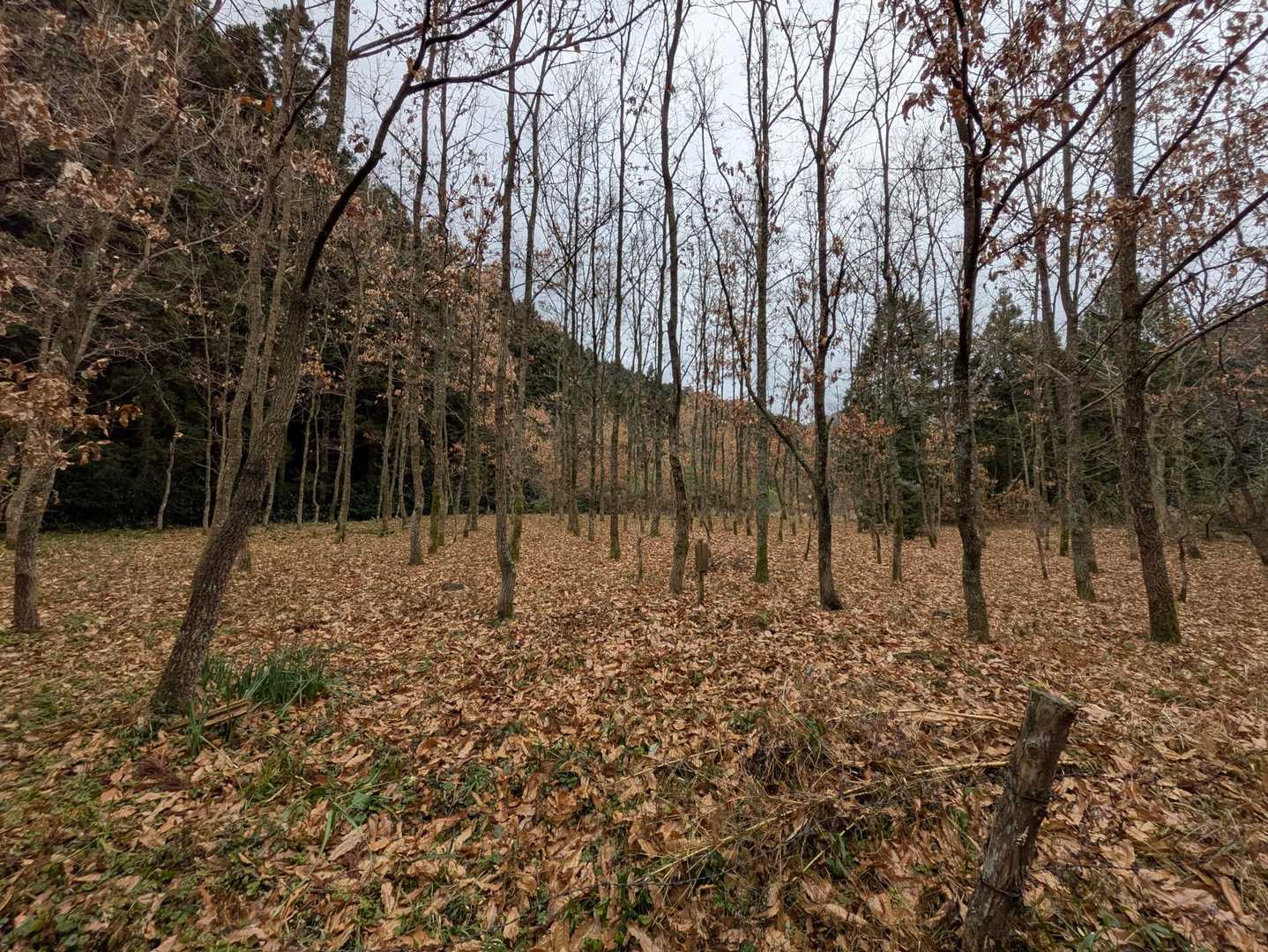 女岳北登山口-女岳-荒谷峠 周回コースの写真