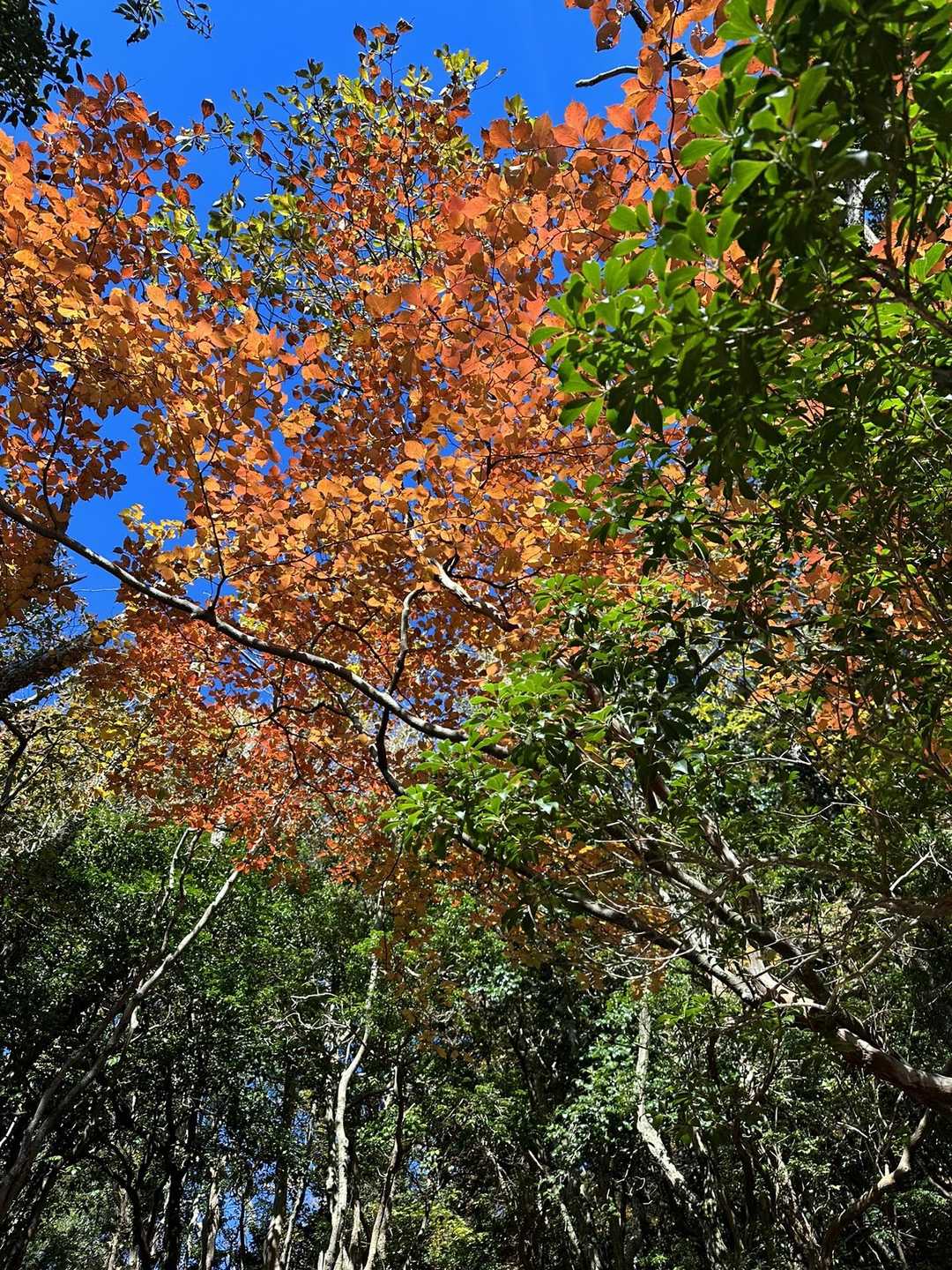 天気も良く良くて紅葉🍁もバッチリ👍