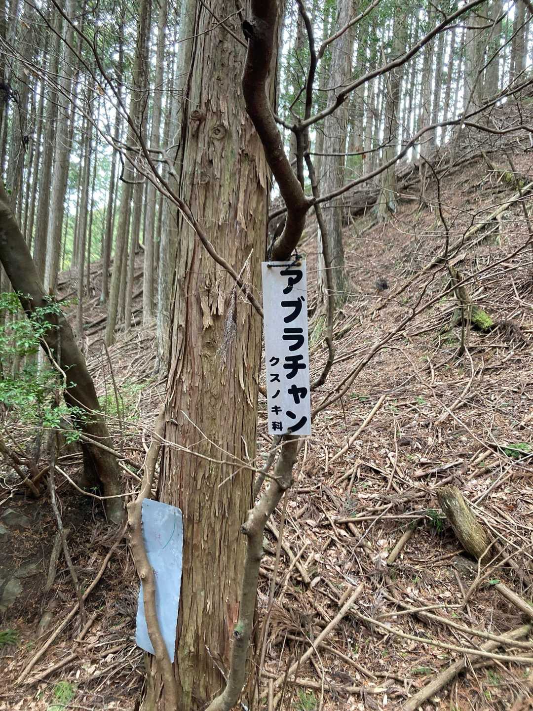 アブラちゃん！木の名前なのか
ん？ゾロゾロ峠はいつの間にか通り過ぎていた😊