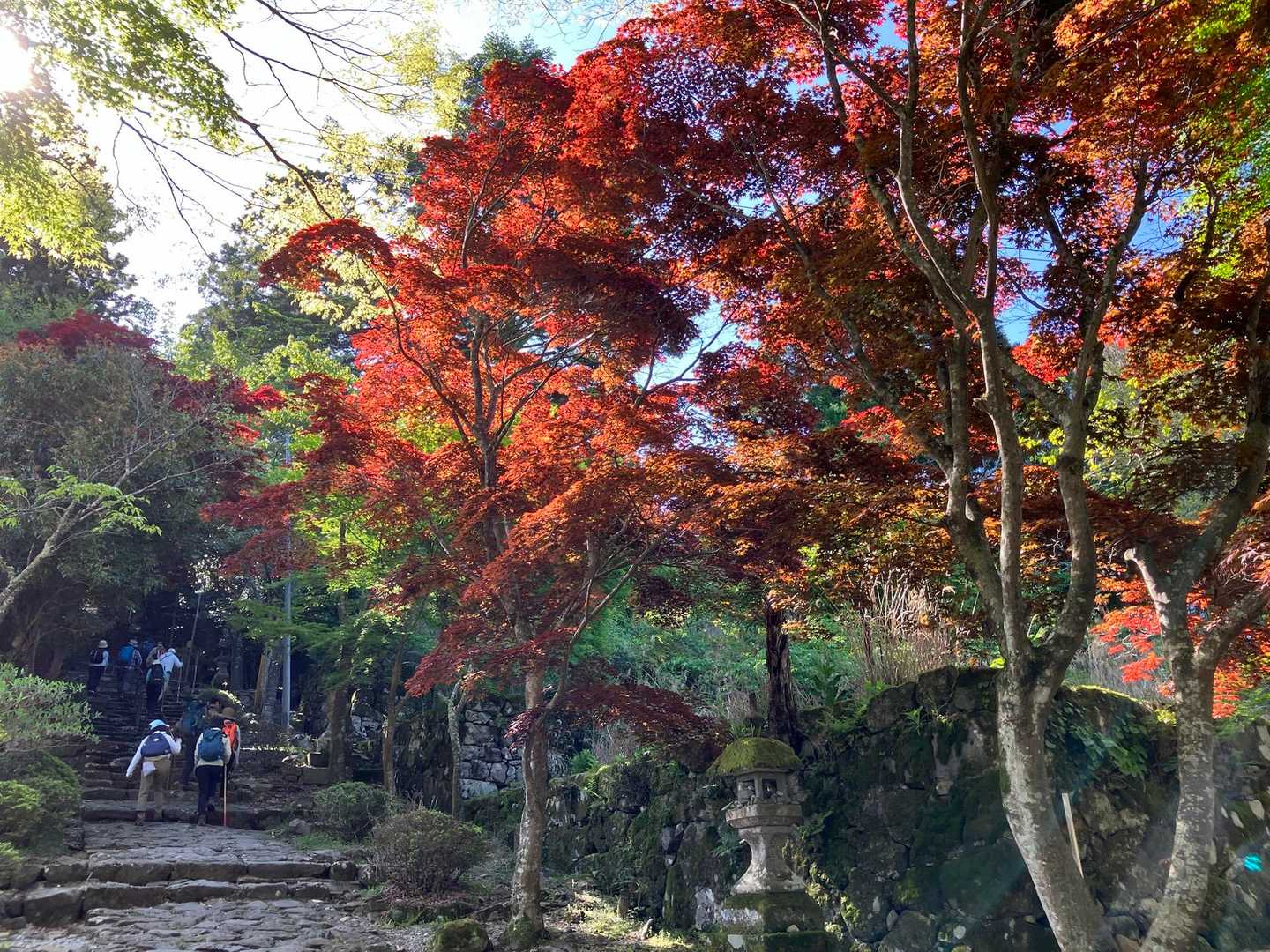 春でも紅葉🍁