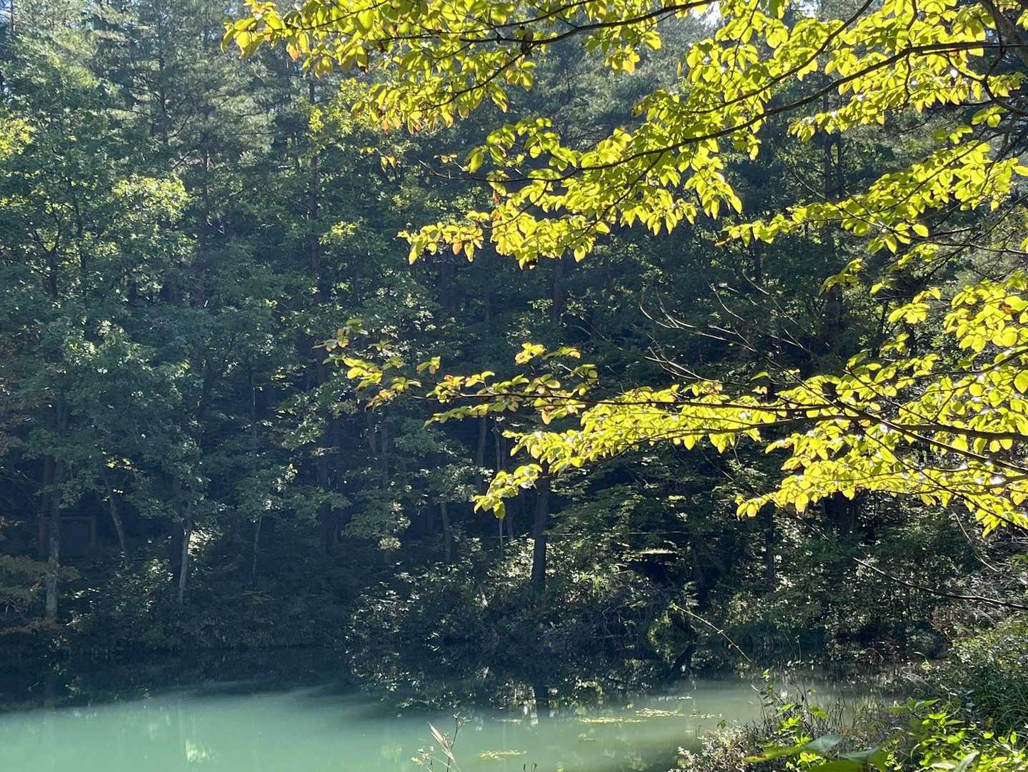 まだ紅葉には早かったですね🍁