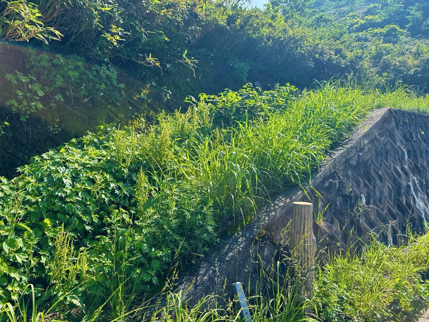 まさかこんな草ぼうぼうのところが登山口