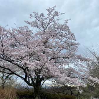 立派な桜🌸