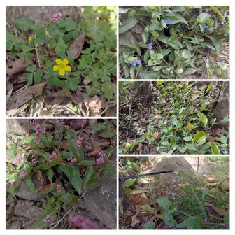 山上ノ丸に咲いていた花たち