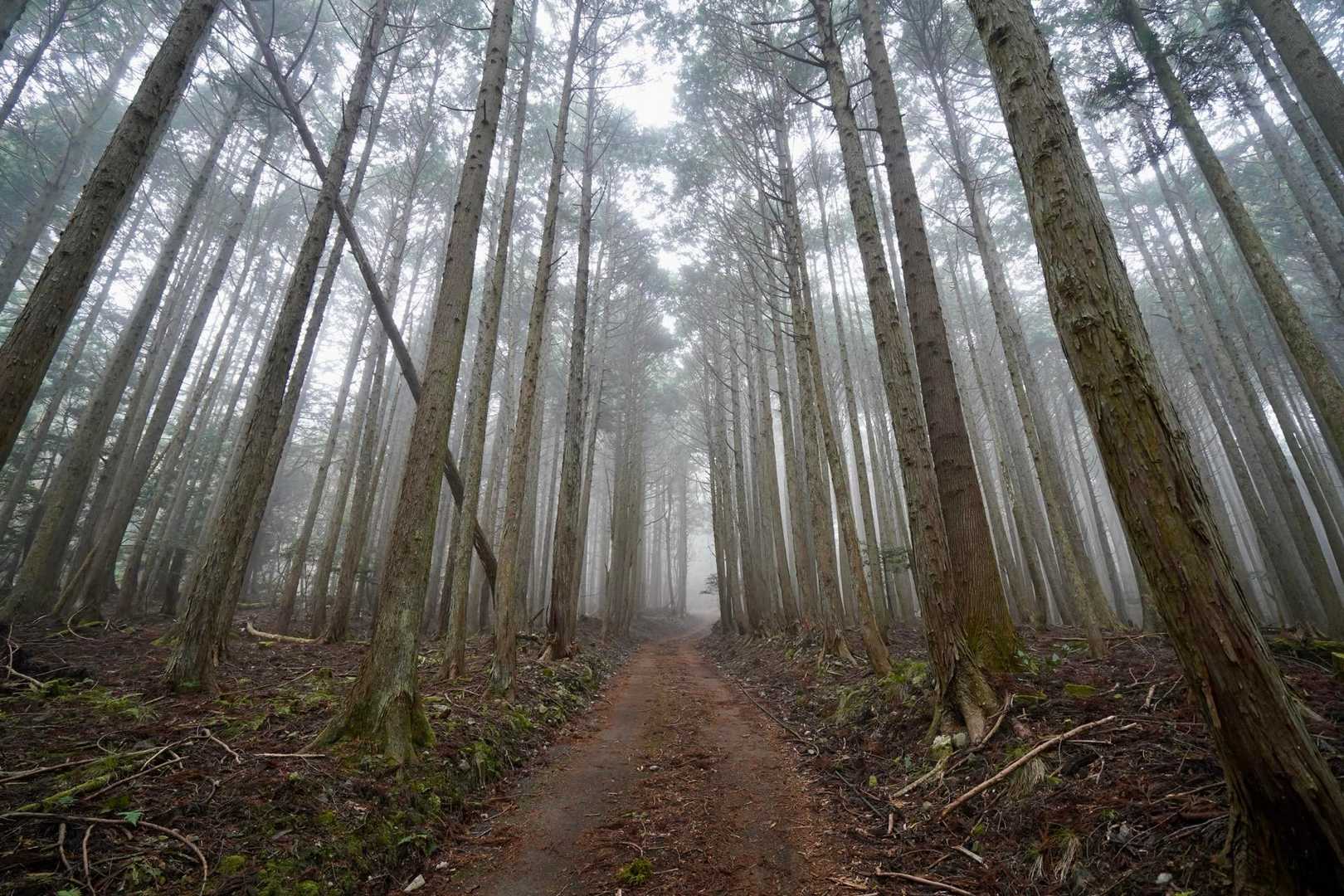 この幻想的な広いヒノキ林ここまで何箇所もあったのが特徴的だが意外と傾斜あり