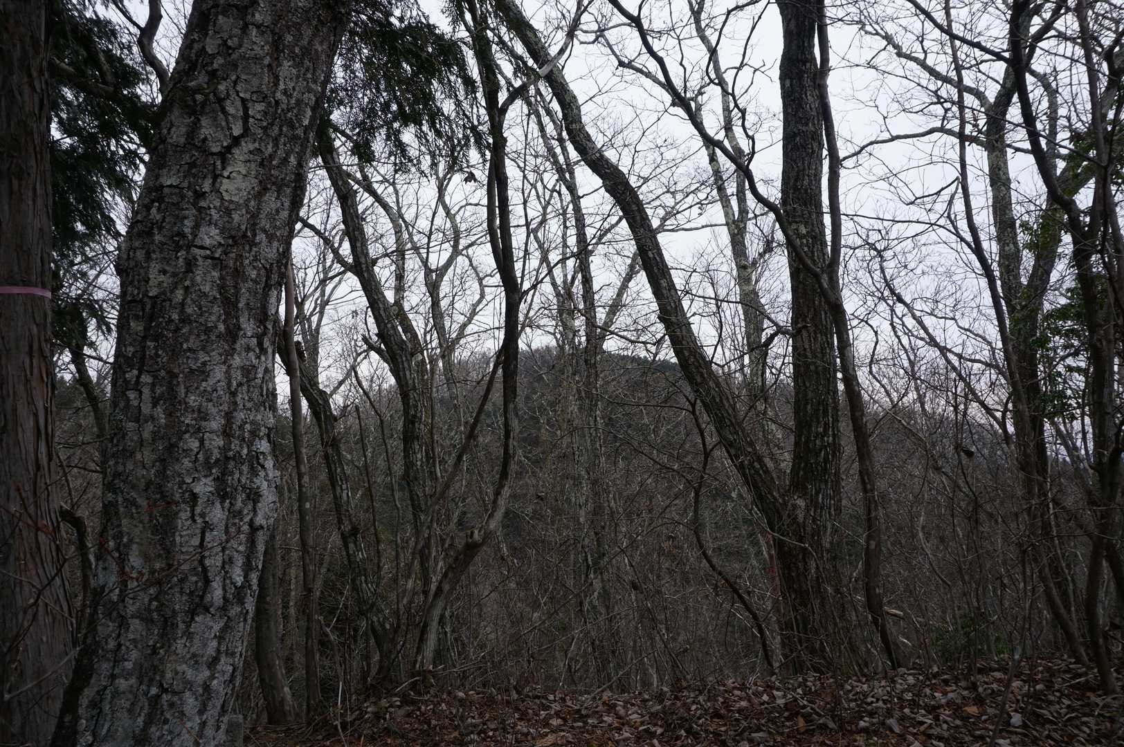 907ピークから今日の目的地、塚山が見えた