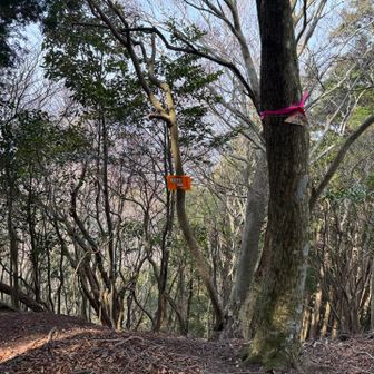 プレート２個！