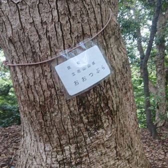 ⑩大つぶら