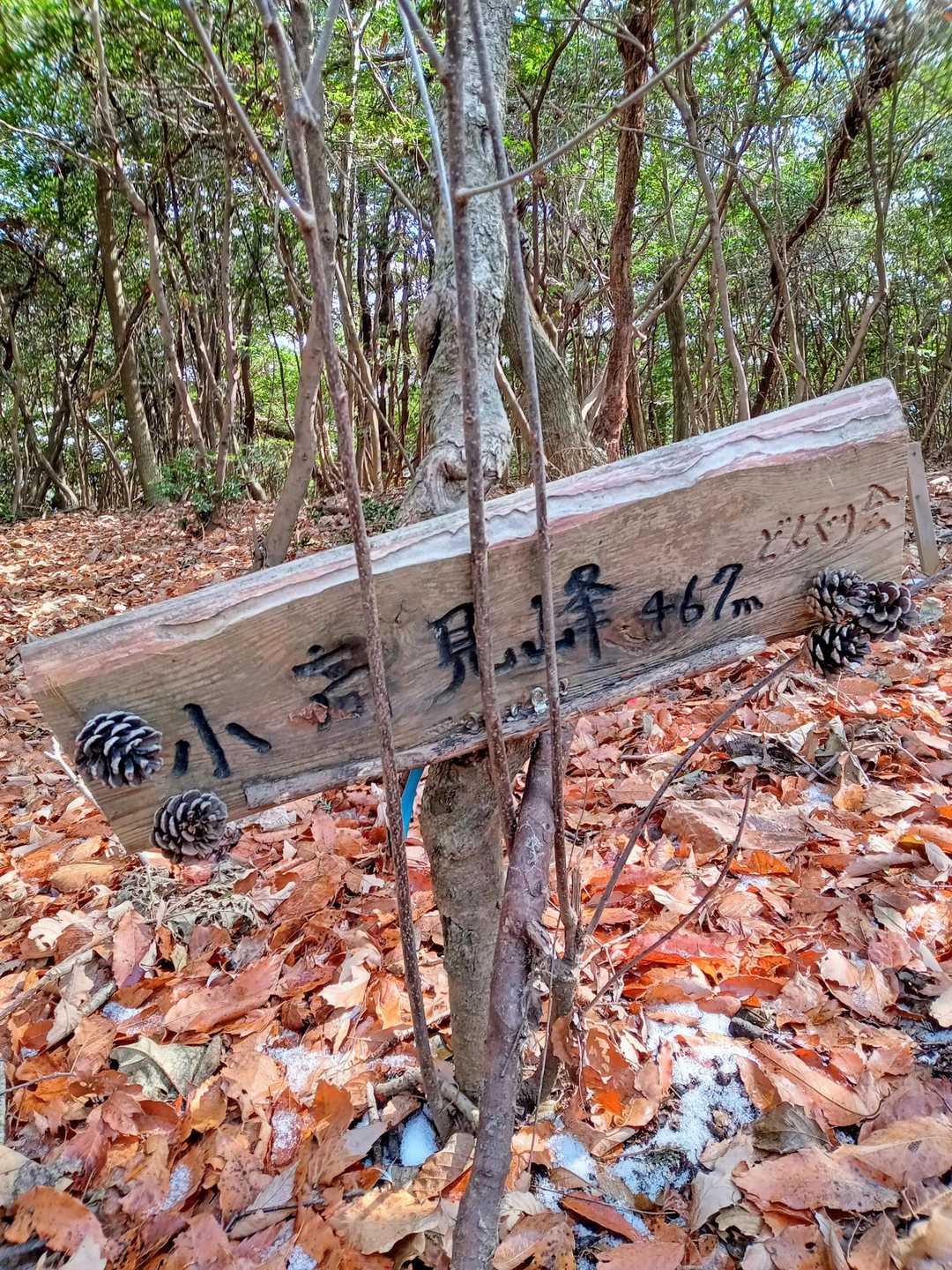 小高見峰山頂
日当たりの良い広い林の中