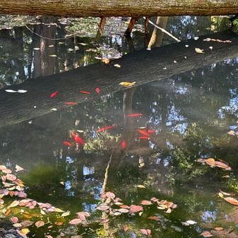 そして！金魚～～～～～！いたいた！
前来た時は、全く姿なかったのに。