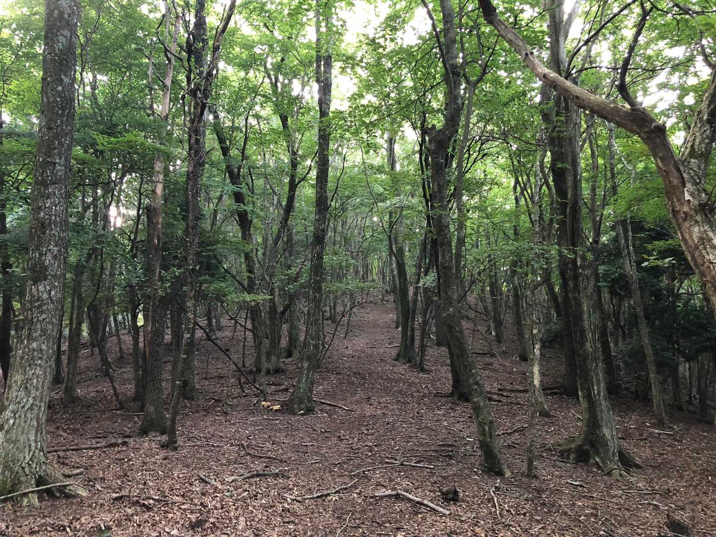 ふかふかで足に優しい素敵な道