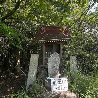 竜王山GET
眺望良し(写真無し)
座り込んで休憩
この辺りから、予定通り因島アルプス縦走に自信がなくなる。
暑い🥵
7時間半コースで既に3時間経過。
なのに、まだルートの1／3💦