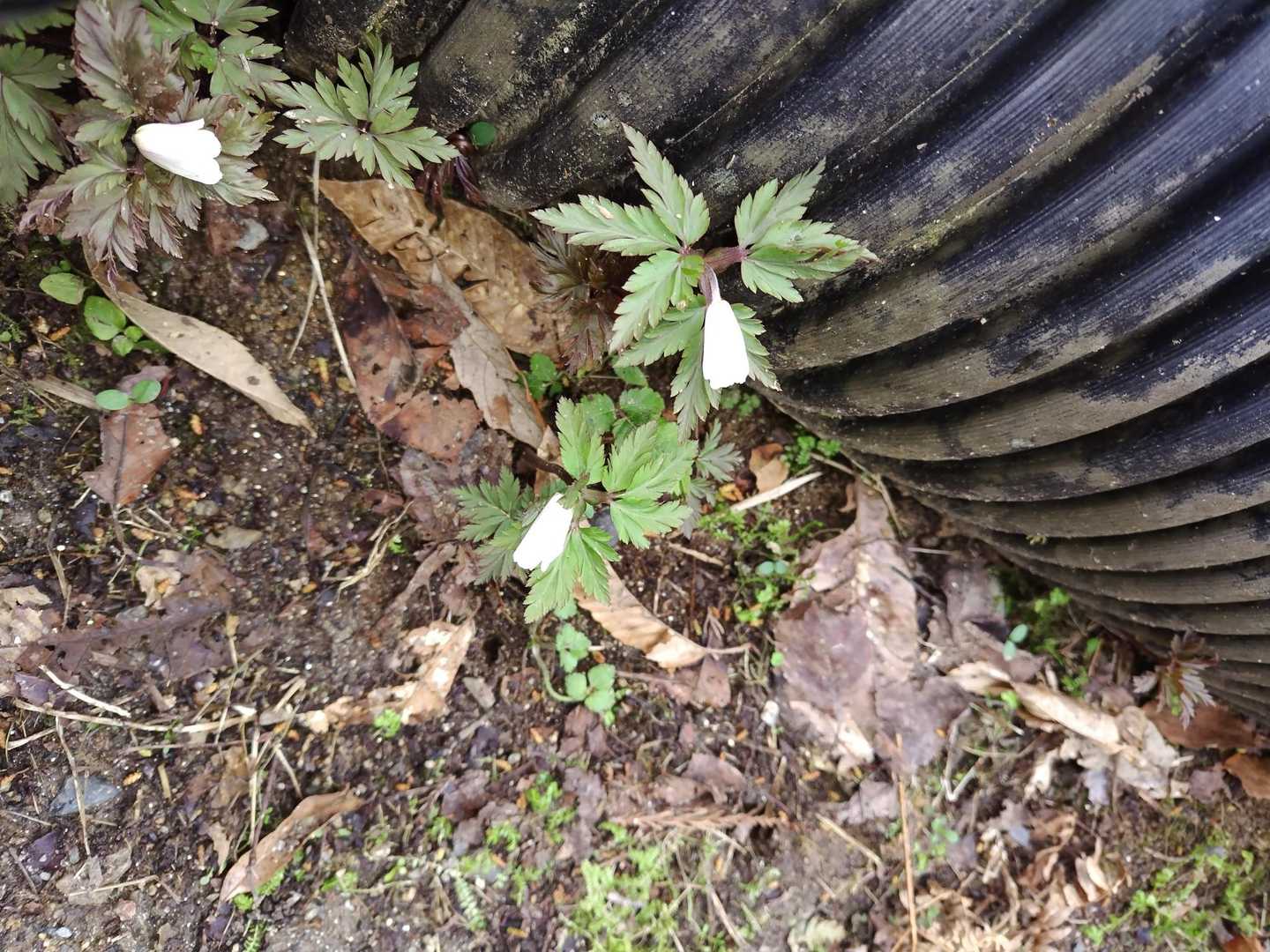 桜公園登山口-願文山 往復コースの写真