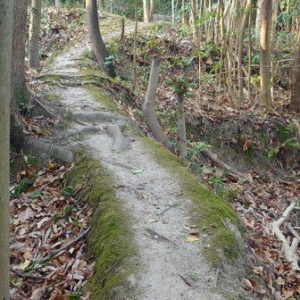 歩けるところまで歩きましょ