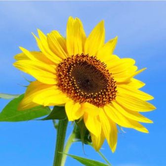 Sun-flower
