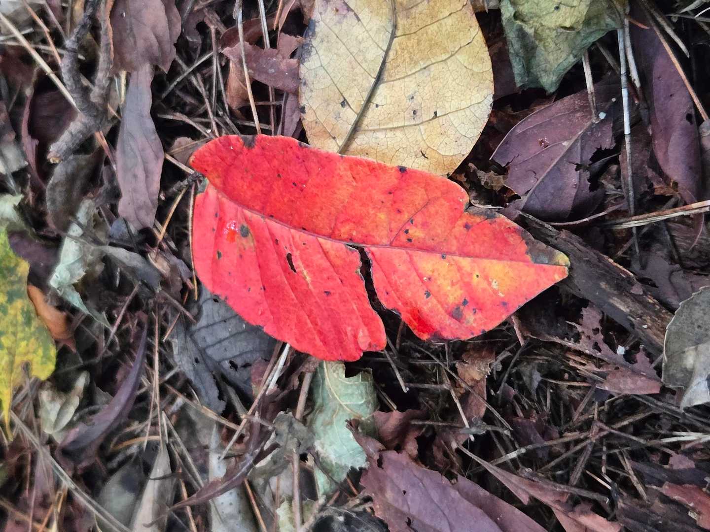 秋真っ只中ですね〜🍁