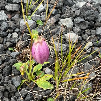 何の花？か忘れてしまいました。(>_<)