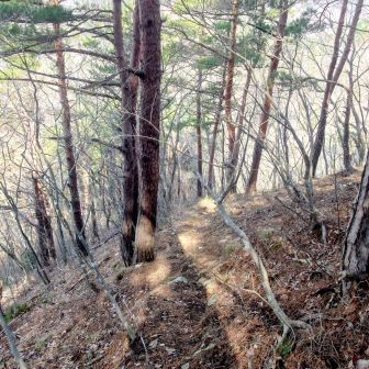 転げ落ちる程の激下り😆
Brakeが効かないので
木々につかまりながら
3点支持で降りる